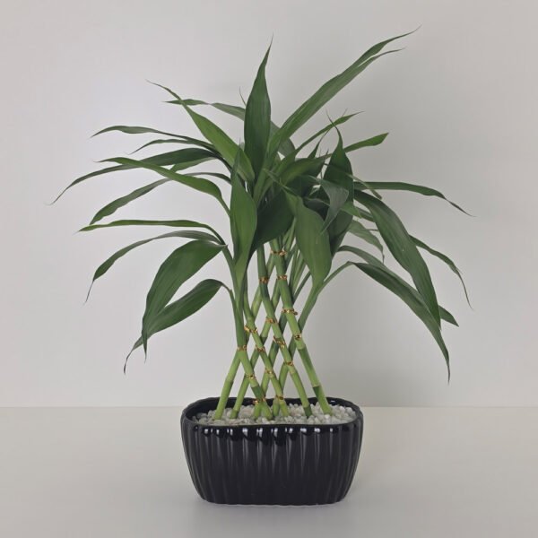 Bambu Da Sorte 8 Hastes (Lucky Bamboo) + Cachepô Cerâmico Preto