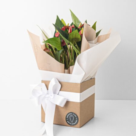 Muda Anturio P09 Vermelho + Cachepô de Papel + Laço