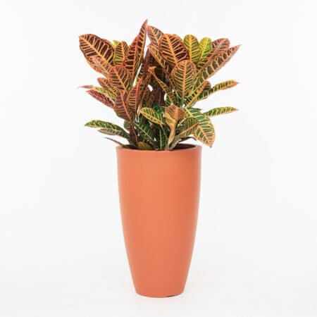 Composição Croton P24 Petra + Vaso Vietnamita 70 Terracota Vasap