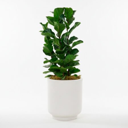 Composição Ficus P24 Lyrata Bambino + Vaso Cumbuca Alongada G Branco Marmore Vasap