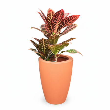 Composição Croton P17 Petra + Vaso Vietnamita 31 Terracota Vasap