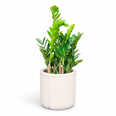 Composição Muda Zamioculca P17 + Vaso Karaja 24 Branco Marmore Vasap