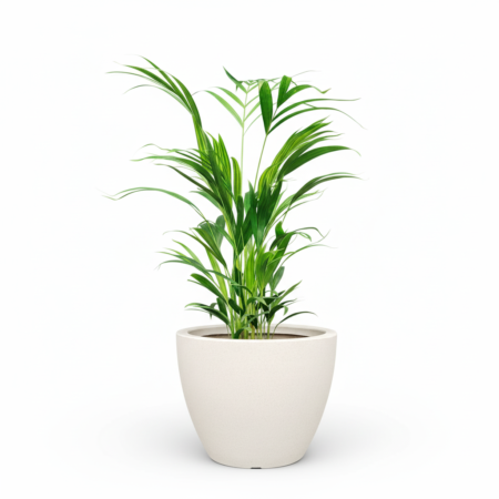 Composição Areca Bambu P24 + Vaso Cone Baixo 28 Branco Marmore Vasap
