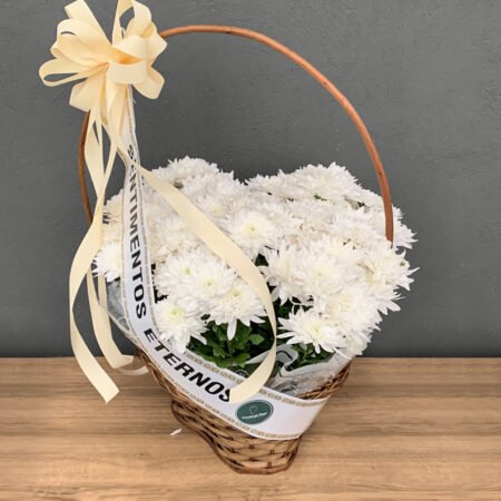 Cesta 3 Crisântemo Variado + Faixa