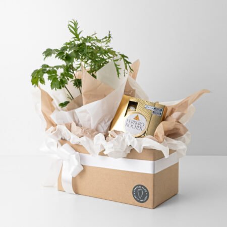 Cesta Muda Arvore da Felicidade P11 Casal + Bombom Ferrero Rocher