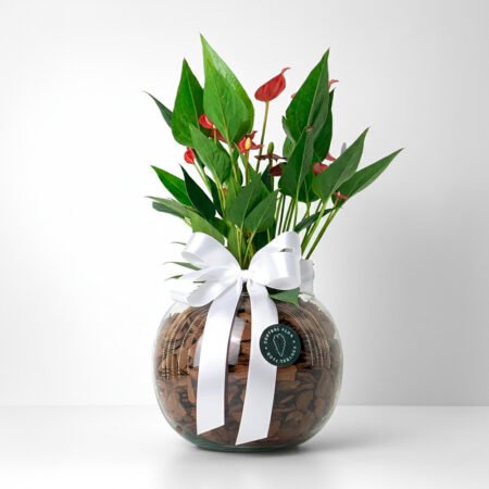 Composição Antúrio P09 Vermelho + Cachepô de Vidro + Laço