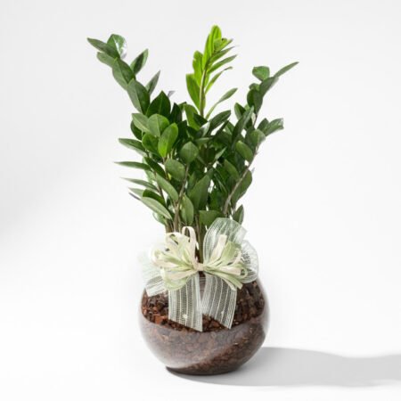 Composição Zamioculca P17 + Cachepô de Vidro + Laço