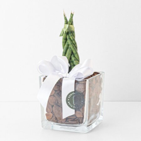 Composição Mini Lança Trançada P06 + Cachepô de Vidro + Laço