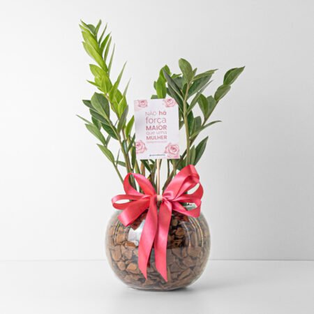 Composição Zamioculca P09 + Cachepô de Vidro + Laço - Dia Da Mulher 2026