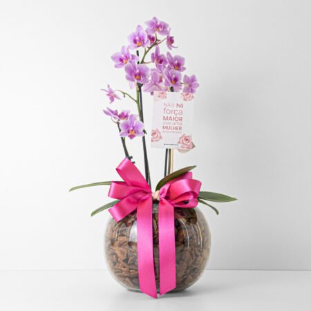 Composição Orquidea P09 Phal 2H Perfilhada - Dia da Mulher 2026