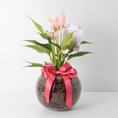 Composição Antúrio P09 Rosa + Cachepô de Vidro + Laço - Dia da Mulher 2026