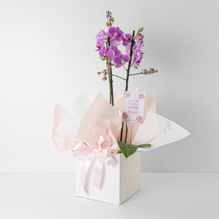Orquidea P12 Phal 2h + Cachepô de Papel - Dia da Mulher 2026