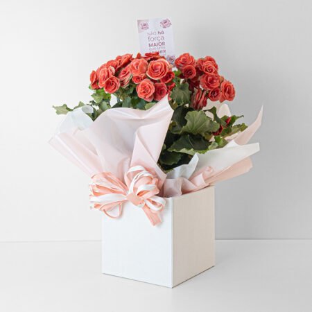 Begônia P15 + Cachepô de Papel - Dia da Mulher 2026