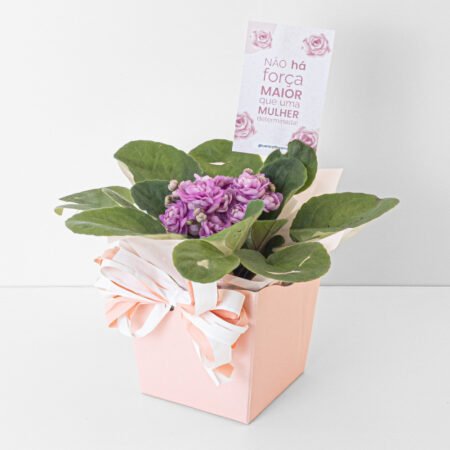 Violeta P11 + Cachepô de Papel - Dia da Mulher 2026