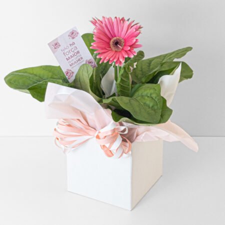 Gérbera P15 + Cachepô de Papel - Dia da Mulher 2026