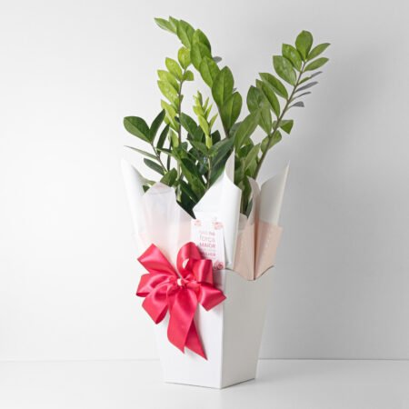 Zamioculca P17 + Cachepô de Papel - Dia da Mulher 2026