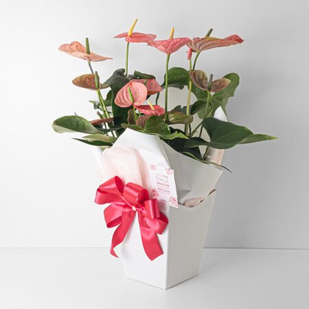 Antúrio P17 + Cachepô de Papel - Dia da Mulher 2026