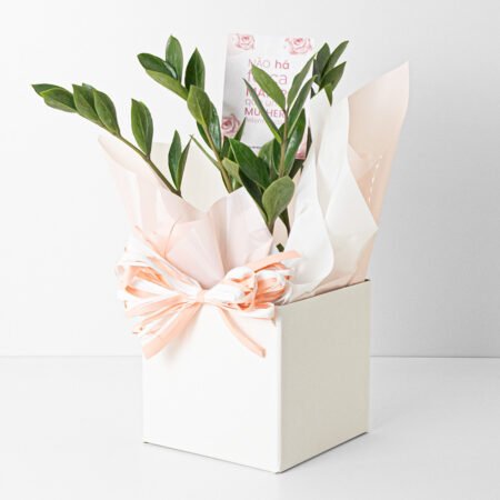 Zamioculca P09 + Cachepô de Papel + Laço - Dia Da Mulher 2026