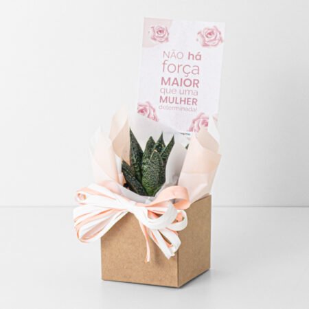 Muda Suculenta P06 + Cachepô de Papel - Dia Da Mulher 2026