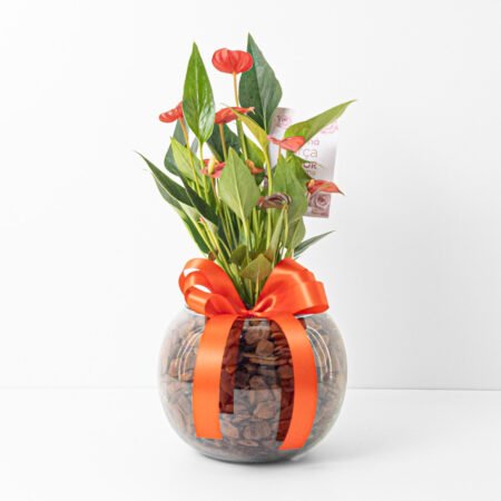 Composição Antúrio P09 Vermelho + Cachepô de Vidro + Laço - Dia da Mulher 2026