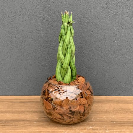 Muda Lança Trançada P10 + Cachepô de Vidro