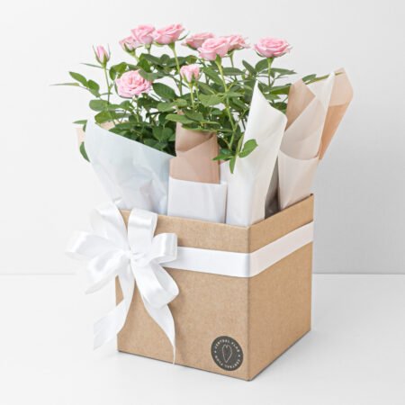 Mini Rosa P15 Rosa + Cachepô de Papel + Laço