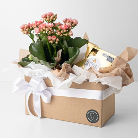 Cesta Kalanchoe P11 Rosa + Ferrero Rocher 50g