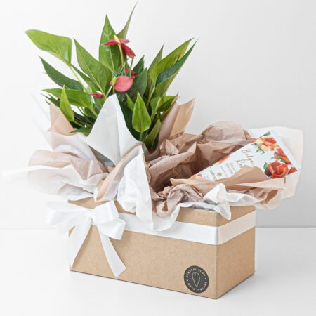 Cesta Antúrio P09 Rosa + Hidratante Corporal 200ml Mahogany