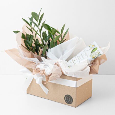 Cesta Zamioculca P09 + Hidratante Corporal 200ml Mahogany