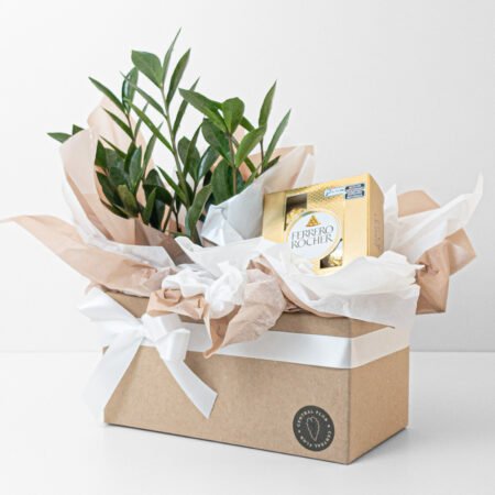 Cesta Zamioculca P09 + Ferrero Rocher