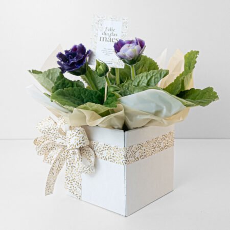 Gloxinia P15 + Cachepô de Papel + Laço • Dia Das Mães 2026