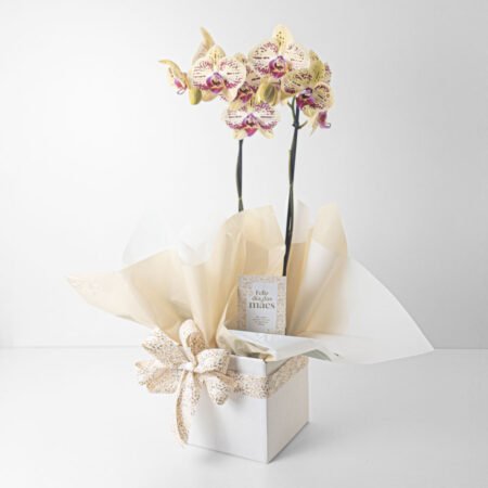 Orquidea P12 Phal + Cachepô de Papel + Laço • Dia Das Mães 2026