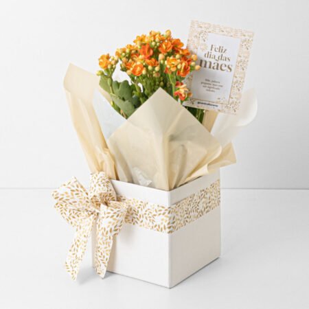 Kalanchoe P11 Laranja + Cachepô de Papel + Laço • Dia Das Mães 2026