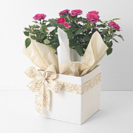 Mini Rosa P15 Rosa + Cachepô de Papel • Dia Das Mães 2026