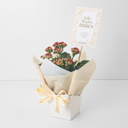 Kalanchoe P06 Vermelho + Cachepô de Papel + Laço • Dia Das Mães 2026
