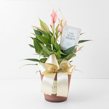 Composição Antúrio P09 Rosa + Vaso + Laço • Dia Das Mães 2026