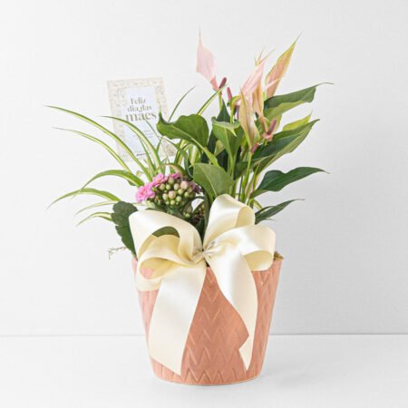 Composição Antúrio P09 Rosa + Kalanchoe P06 + Clorofito + Cachepô Cerâmico • Dia Das Mães 2026