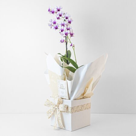 Orquidea P13 Denphal + Cachepô de Papel + Laço • Dia Das Mães 2026