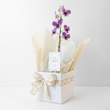 Orquidea P12 1H Denphal + Cachepô de Papel + Laço • Dia Das Mães 2026