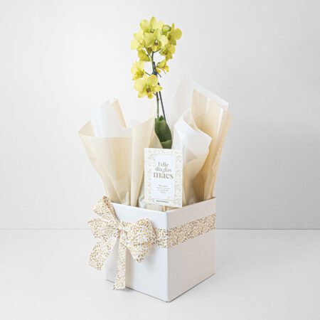 Orquídea Denphal P12 + Cachepô de Papel + Laço • Dia Das Mães 2026