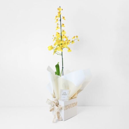 Orquídea P15 Oncidium + Cachepô de Papel + Laço • Dia Das Mães 2026