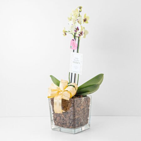 Composição Orquídea P12 Phal 2H + Cachepô de Vidro + Laço • Dia Das Mães 2026