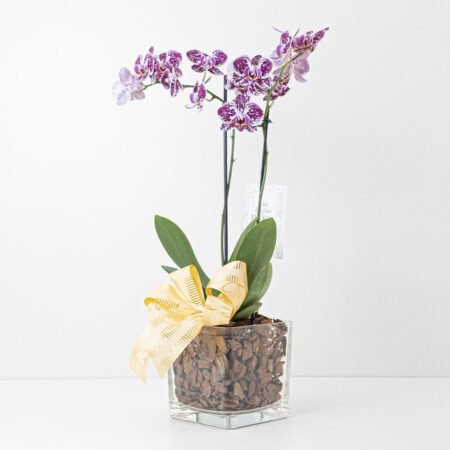 Composição Orquidea P09 Phal 2H + Cachepô de Vidro + Laço • Dia Das Mães 2026