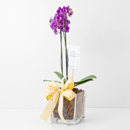Composição Orquidea P09 Phal 2H + Cachepô de Vidro • Dia Das Mães 2026