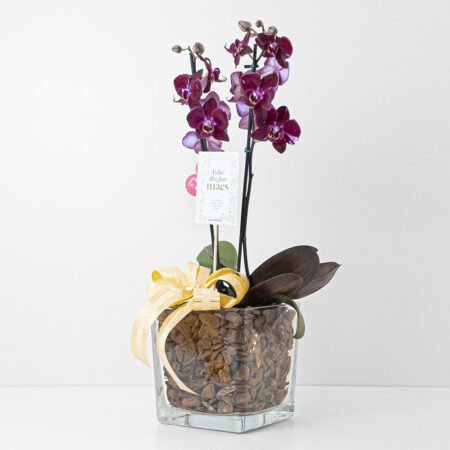 Composição Orquidea P12 Phal 2H + Cachepô de Vidro + Laço • Dia Das Mães 2026