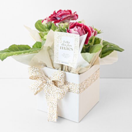 Gloxinia P15 Rosa + Cachepô de Papel + Laço • Dia Das Mães 2026