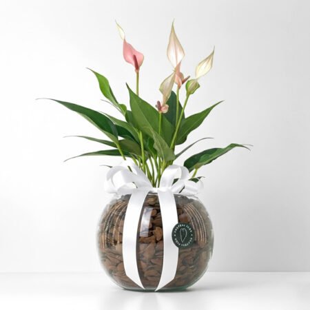 Composição Antúrio P09 Rosa + Cachepô de Vidro + Laço