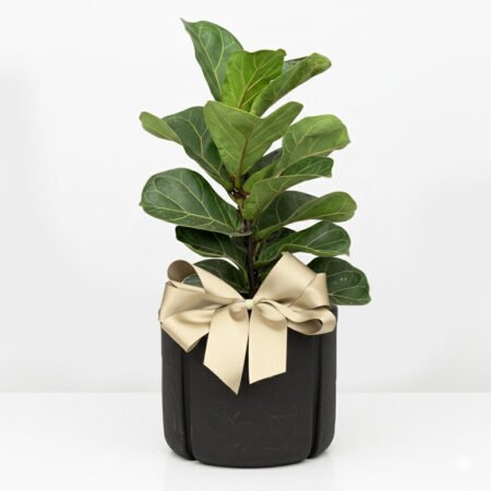 Composição Ficus Lyrata P15 + Cachepô Karaja 16 Preto Vasap + Laço