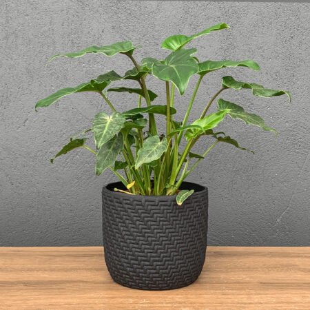 Composição Xanadu P15 + Cachepô Corda Preto Cerâmico