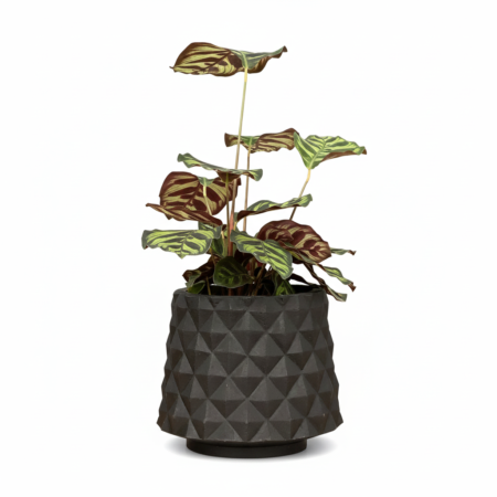 Composição Calathea Makoyana P12 + Cachepô Recôncavo 46 Mini Preto Absoluto Vasap